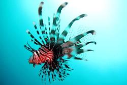 Horizon III Liveaboard - Maldives. Lionfish. 